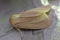 Mythimna pallens