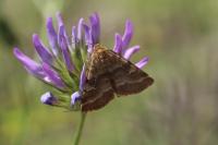 Synthymia fixa