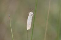 Spiris striata
