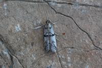 Ephestia welseriella