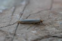 Eilema caniola