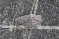Scopula submutata roseonitens