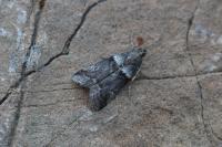 Acrobasis consociella