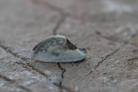 Cilix glaucata