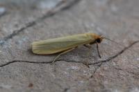 Indalia pygmaeola pallifrons