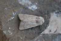 Mythimna sicula