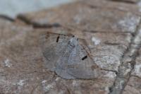 Itame vincularia