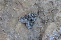 Hecatera dysodea