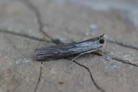 Epischnia prodromella