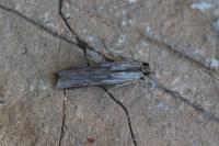 Epischnia prodromella