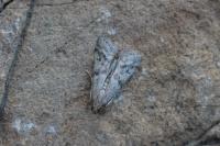 Ephestia