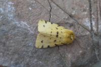 Diacrisia purpurata