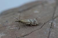 Chrysocramboides craterellus