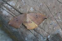 Watsonalla uncinula