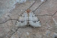 Triphosa tauteli