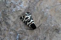 Arctia tigrina