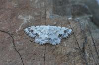 Scopula decorata