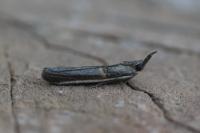 Etiella zinckenella