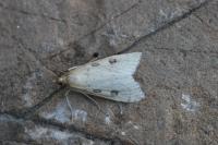 Udea numeralis