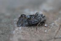 Cleonymia yvanii