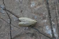 Ematheudes punctella