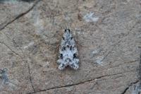 Eudonia delunella