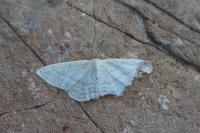 Idaea subsericeata