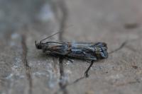 Asalebria florella