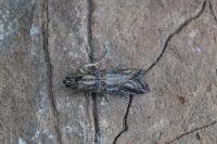Asalebria florella