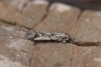Pempelia palumbella