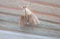 Agrotera nemoralis