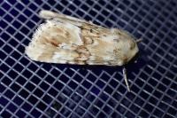Eremobia ochroleuca