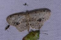 Idaea dimidiata