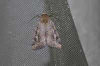 Cosmia trapezina