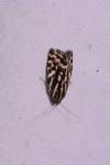 Emmelia trabealis