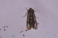 Autographa gamma