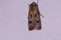 Agrotis exclamationis exclamationis
