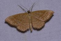 Idaea ochrata
