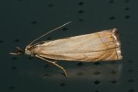 Chrysoteuchia culmella