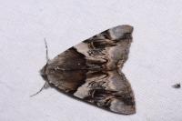 Catocala fulminea