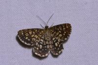 Chiasmia clathrata