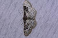 Idaea rusticata