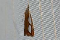 Catoptria pinella