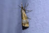 Chrysocrambus linetella