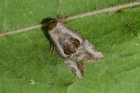 Elaphria venustula