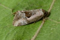 Elaphria venustula