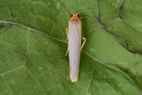 Manulea complana