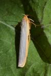 Manulea complana