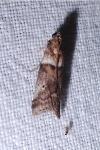 Acrobasis consociella/sodalella