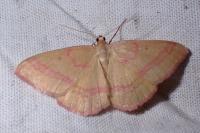 Rhodostrophia calabra